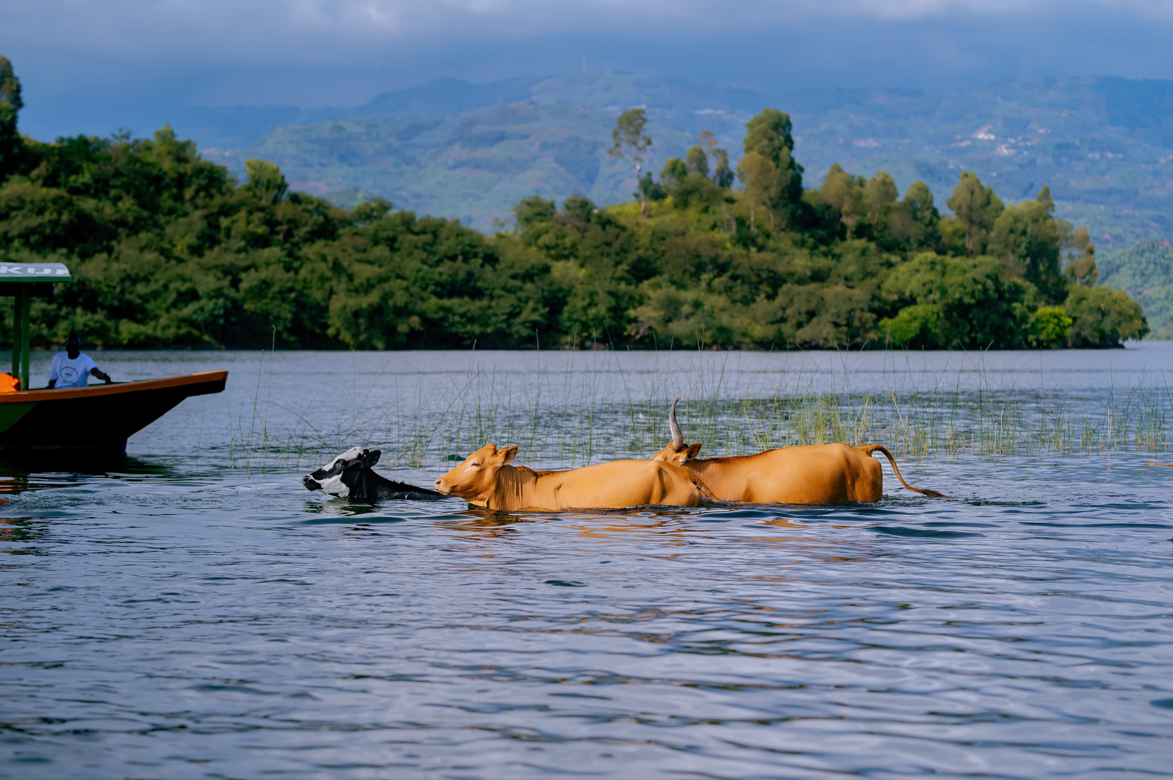 Lake Kivu Swimming Cows Experience